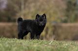 SCHIPPERKE 796